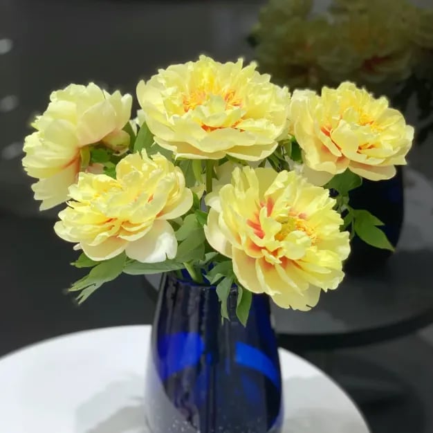 RoyalBloom - Luxurious Peony Flower Seeds | The Queen of Flowers – image 14