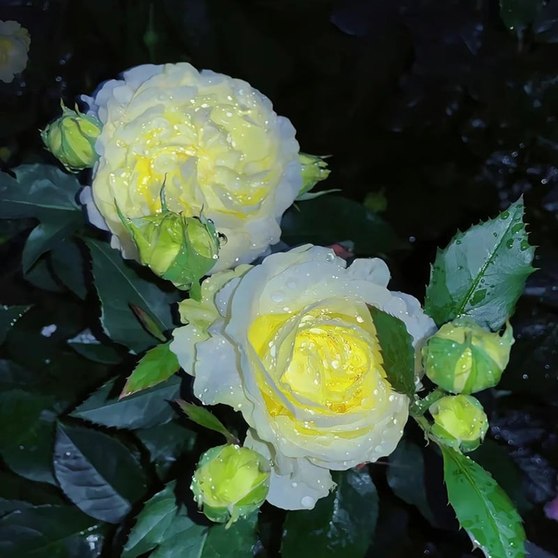 BloomRidge – Hardy Perennial Lisianthus Seeds – image 15