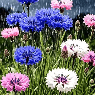 MeadowMagic Seeds – Pollinator Friendly Flower Blend – image 11