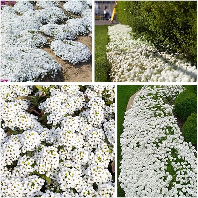 ThymeCreep – Optimal Ground Cover Seeds – White / 100 seeds