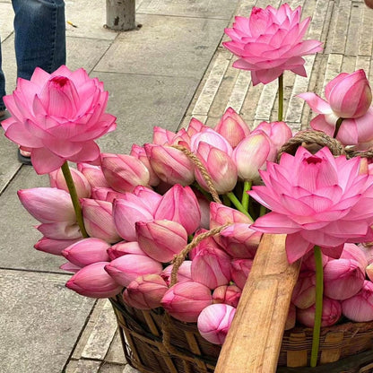 LotusBloom – The Sacred Bonsai Bowl Lotus Flower – image 26
