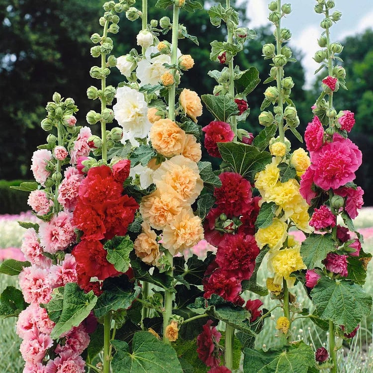 PollinatorPride - Double Hollyhock Seeds – Mixed colors (300 Seeds)