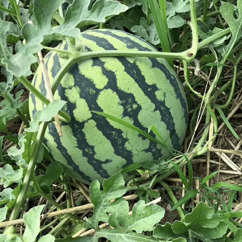 SeedHarvest – Heirloom Non-GMO Watermelon Seeds (50/100PCS) – 1pc