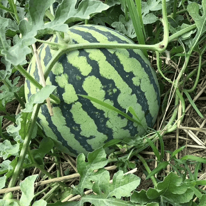 SeedHarvest – Heirloom Non-GMO Watermelon Seeds (50/100PCS) – 1pc