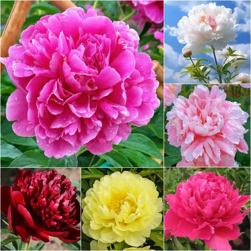 RoyalBloom - Luxurious Peony Flower Seeds | The Queen of Flowers – Mixed / 20 Seeds