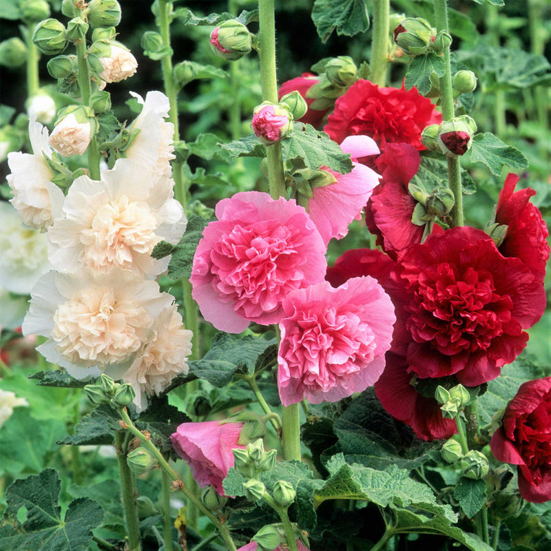 BloomMajesty – Premium Double Hollyhock Seeds – Red / Starter Bundle (2 Plants)