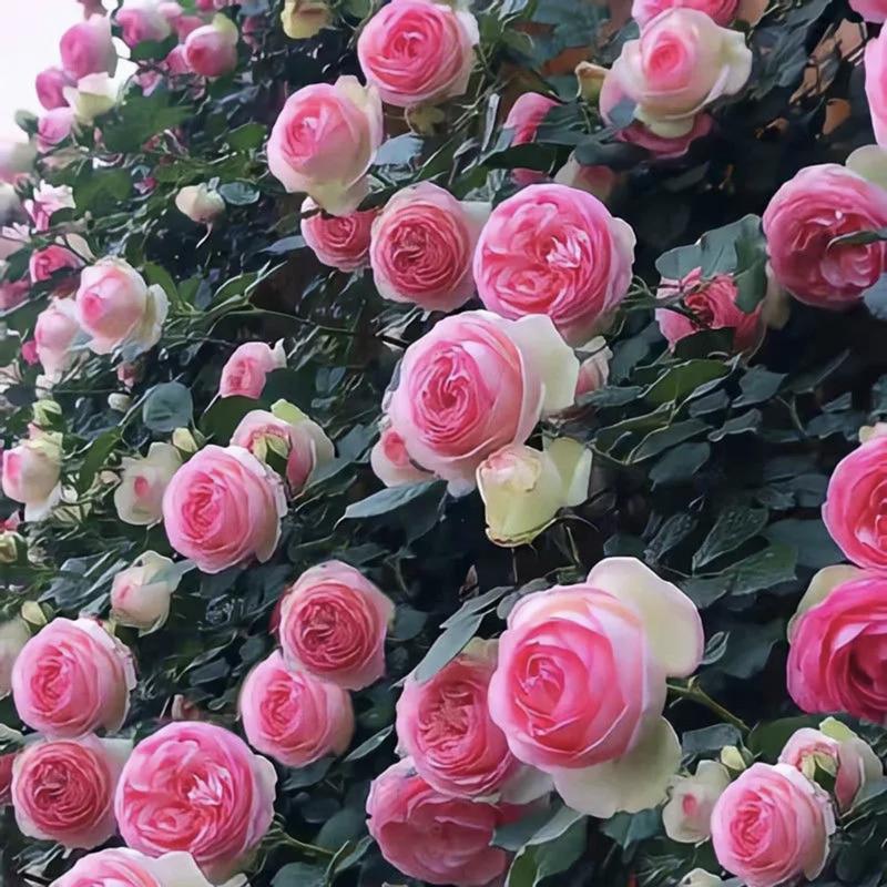 RoseCascade – Premium Climbing Rose Bulbs – image 21