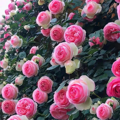 RoseCascade – Premium Climbing Rose Bulbs – image 21