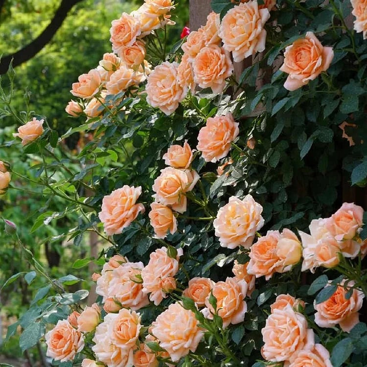 BloomVine – Beautiful Climbing Rose Seeds – Yellow / 100 Seeds