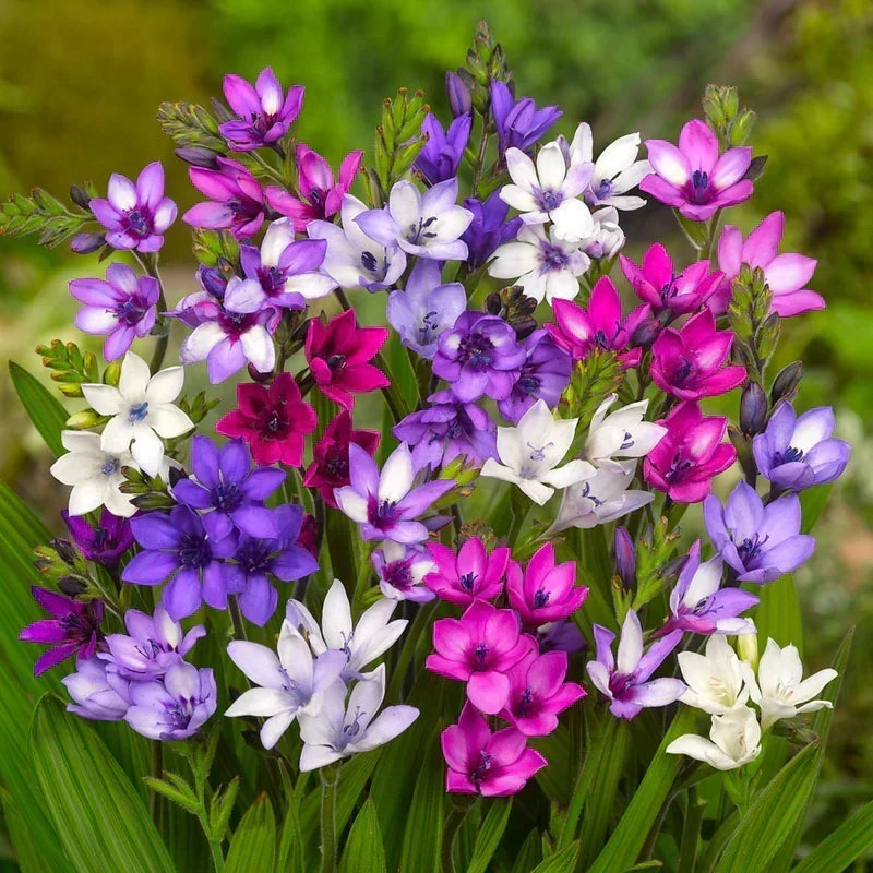 PetalBurst - Fast Bloom Flower Bulbs – Purple / 2 Bulbs