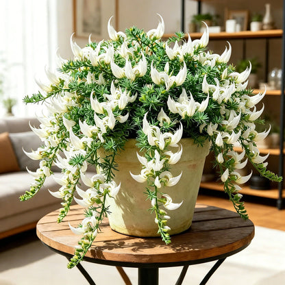 ParrotBloom – Rare Parrot Beak Spider Plant – White / 2 Bulbs-Small flower pot
