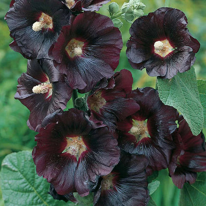 BloomMajesty – Premium Double Hollyhock Seeds – image 15