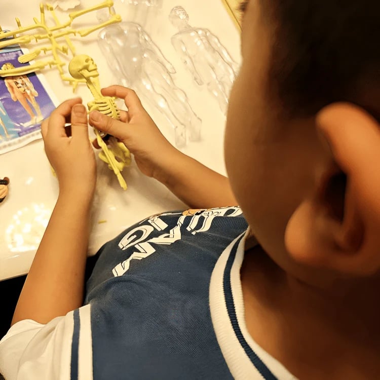 SmartSkeleton – Fun Stem Anatomy Model for Kids – image 8