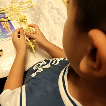 SmartSkeleton – Fun Stem Anatomy Model for Kids – image 8