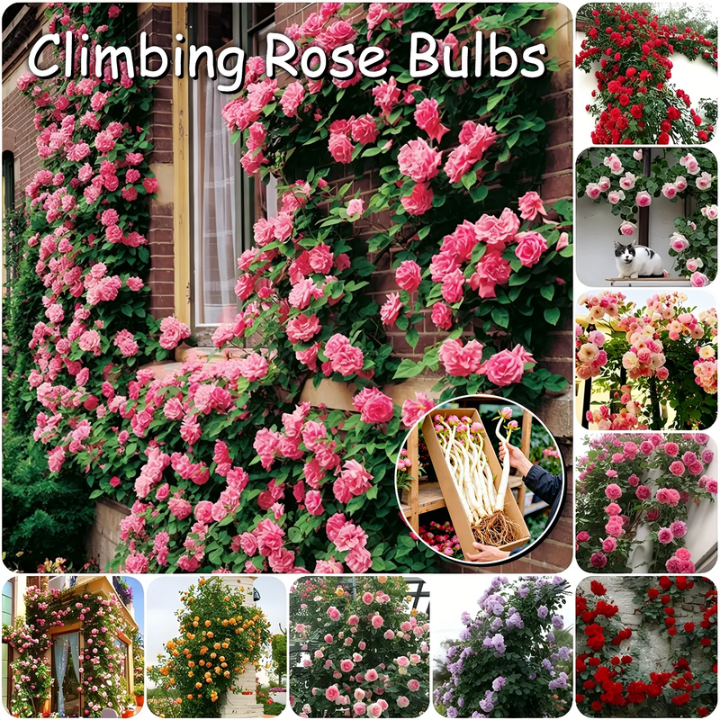 RoseCascade – Premium Climbing Rose Bulbs – Set Of 8 Colors (Best Price) / 2 Bulbs