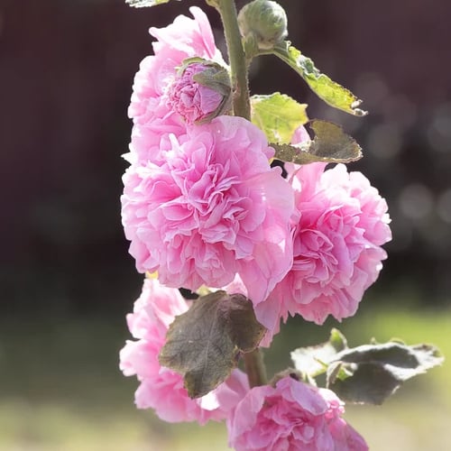 PollinatorPride - Double Hollyhock Seeds – image 2