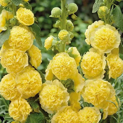 PollinatorPride - Double Hollyhock Seeds – Yellow (300 Seeds)
