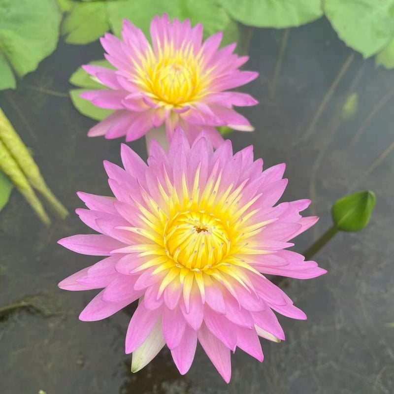 LotusBloom – The Sacred Bonsai Bowl Lotus Flower – image 19