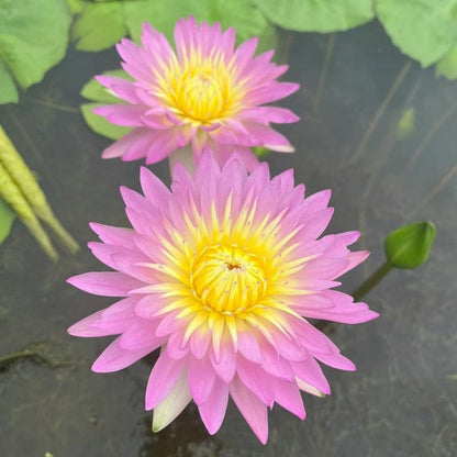 LotusBloom – The Sacred Bonsai Bowl Lotus Flower – image 19
