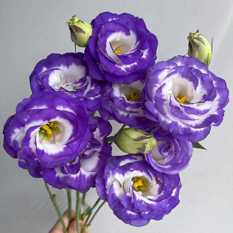 BloomRidge – Hardy Perennial Lisianthus Seeds – Purple Edge / 100 Seeds