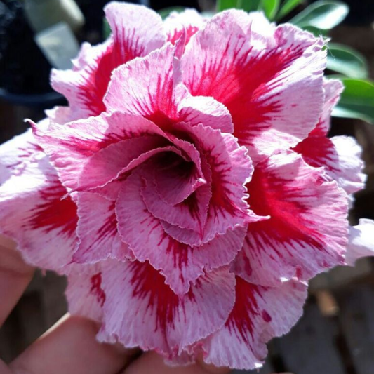 SunRose Garden – Desert Bloom Seeds – Sunny Moon / 2 pcs
