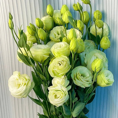 BloomRidge – Hardy Perennial Lisianthus Seeds – Green / 100 Seeds