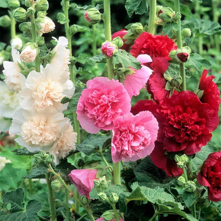 PollinatorPride - Double Hollyhock Seeds – image 3