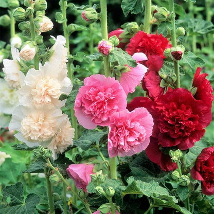 PollinatorPride - Double Hollyhock Seeds – image 3