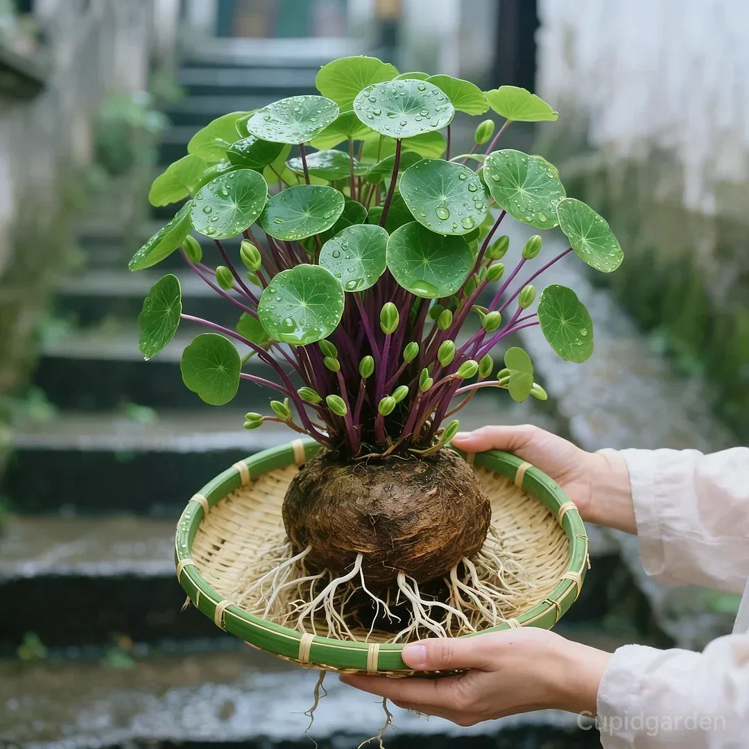 Red rattan Stephania Erecta: The strongest houseplant for lazy people – image 8