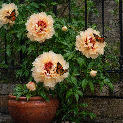 Rare Climbing Peony BulbsBig Full Blooms, Cold Hardy Perennial, Easy to Grow Garden Favorite – image 28