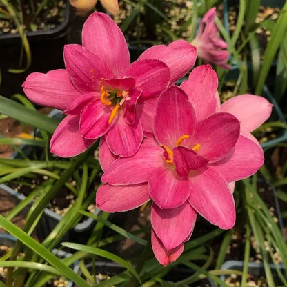 PetalBurst - Fast Bloom Flower Bulbs – Dark Pink / 2 Bulbs