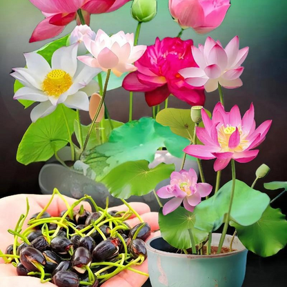 ZenLotus – Midnight Purple Lotus Seeds – Pure color mixing / 20 Seeds($0.7/Seed)
