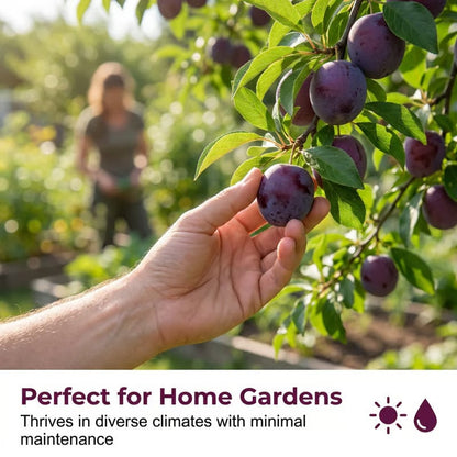 PureHarvest – Heirloom Non-GMO Grafted Plum Tree Sapling – image 7