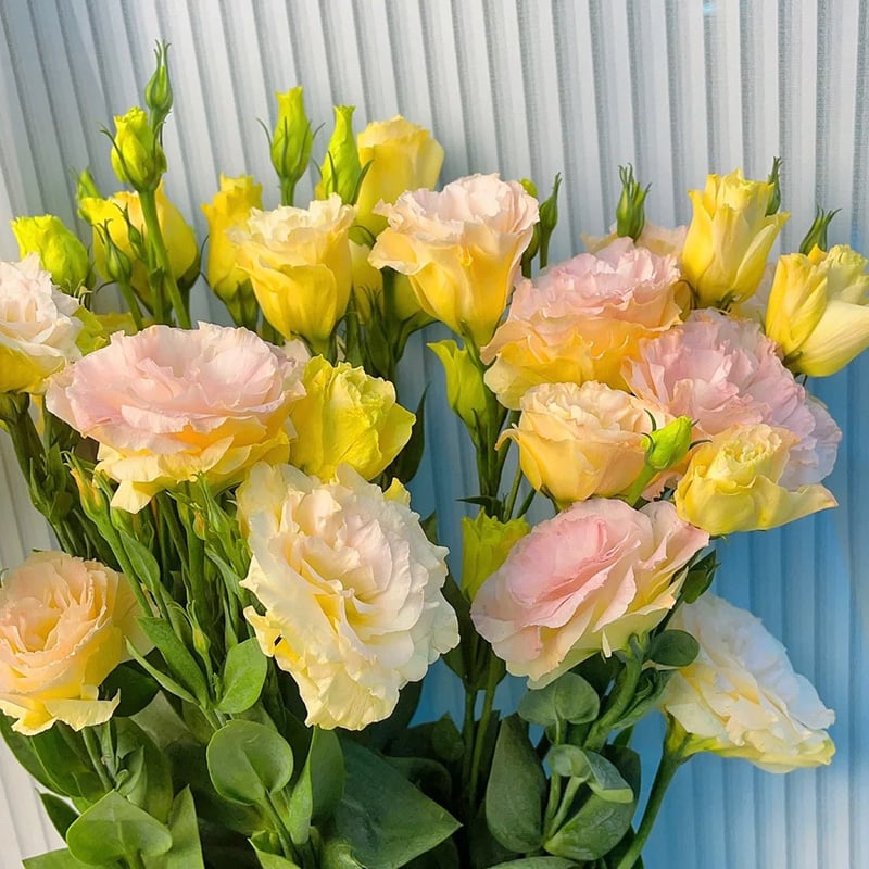 BloomRidge – Hardy Perennial Lisianthus Seeds – image 18