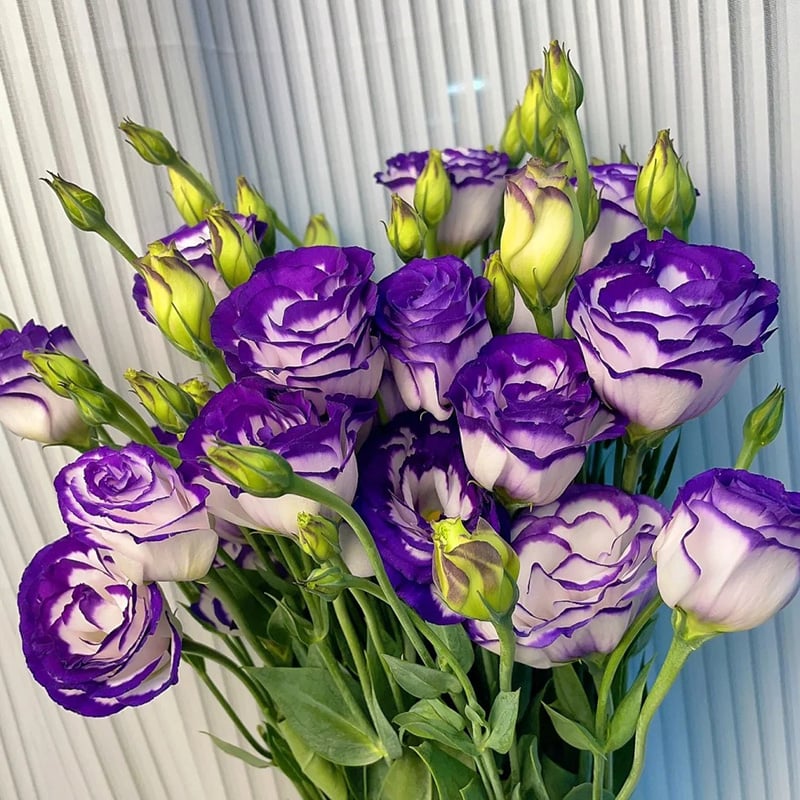 BloomRidge – Hardy Perennial Lisianthus Seeds – image 20