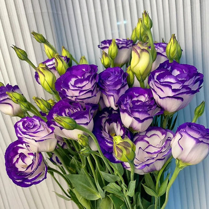 BloomRidge – Hardy Perennial Lisianthus Seeds – image 20