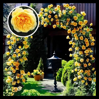 RoseCascade – Premium Climbing Rose Bulbs – image 15