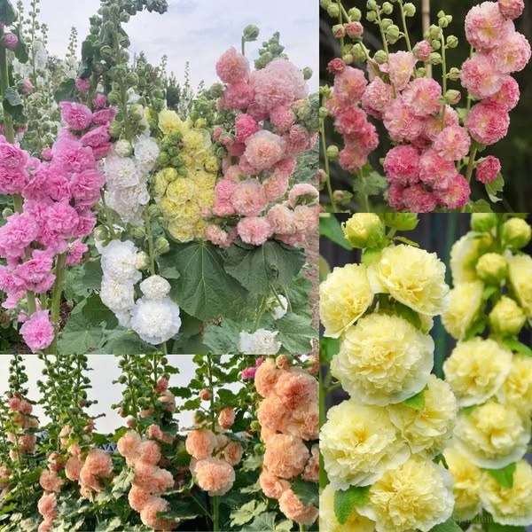 BloomMajesty – Premium Double Hollyhock Seeds – image 9