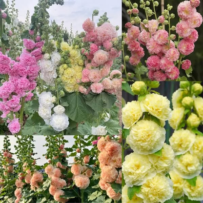 BloomMajesty – Premium Double Hollyhock Seeds – image 9