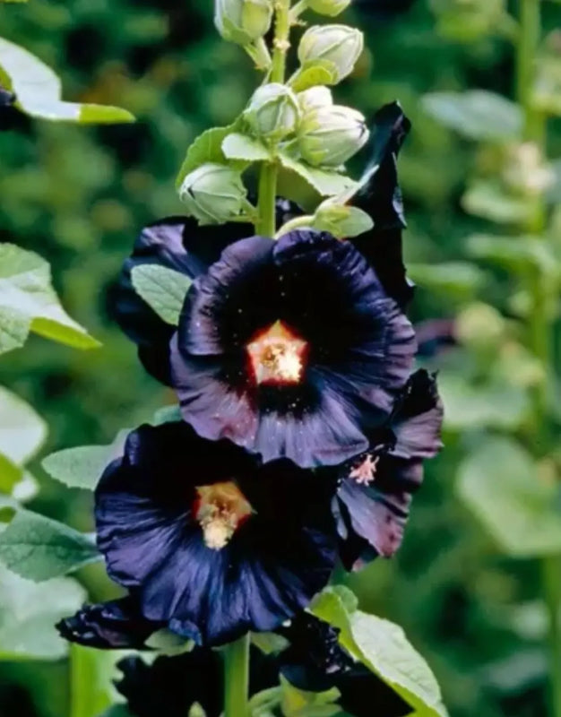 BloomMajesty – Premium Double Hollyhock Seeds – image 22