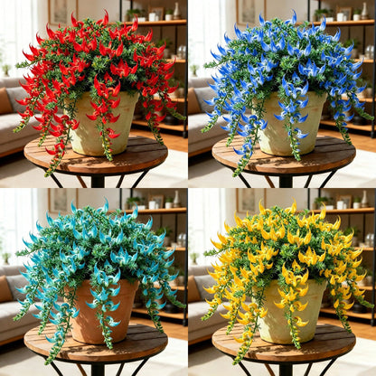 ParrotBloom – Rare Parrot Beak Spider Plant – Random color * 6（️Free Shipping） / 2 Bulbs-Small flower pot