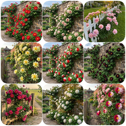 Rare Climbing Peony BulbsBig Full Blooms, Cold Hardy Perennial, Easy to Grow Garden Favorite – image 24