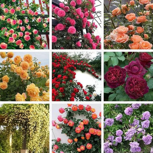 RoseCascade – Premium Climbing Rose Bulbs – image 20