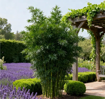 ProsperPlant - Bamboo Cypress for Luck & Growth – image 5