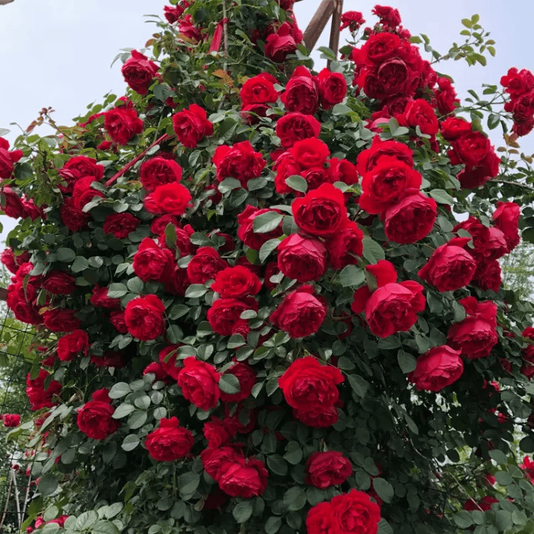 BloomVine – Beautiful Climbing Rose Seeds – image 16