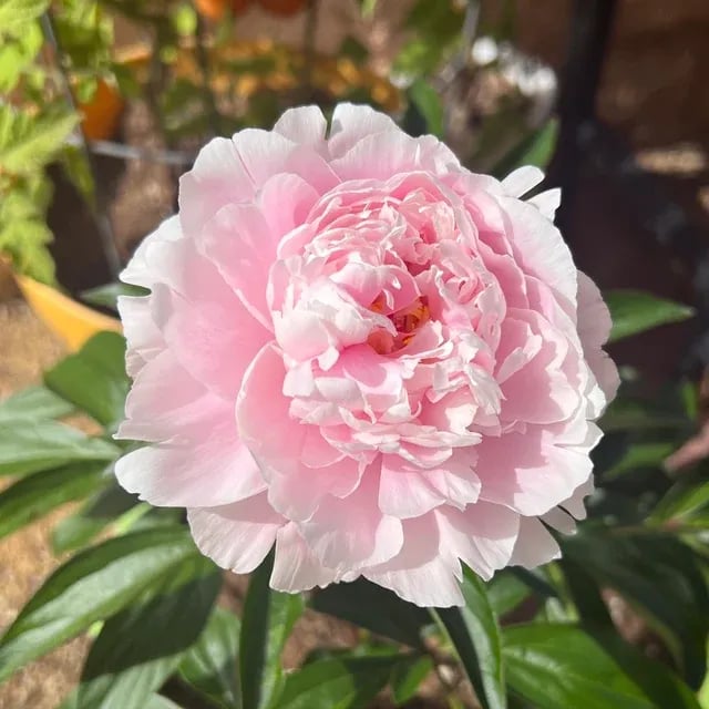 RoyalBloom - Luxurious Peony Flower Seeds | The Queen of Flowers – image 5