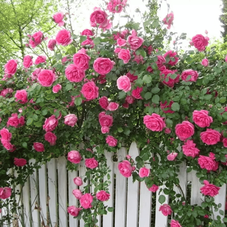BloomVine – Beautiful Climbing Rose Seeds – image 17