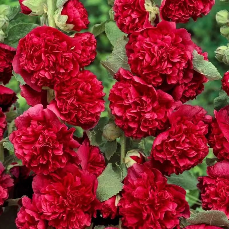 PollinatorPride - Double Hollyhock Seeds – Red (300 Seeds)