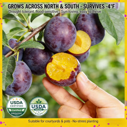 PureHarvest – Heirloom Non-GMO Grafted Plum Tree Sapling – Buy 1 Get 1 Free (2PCS)