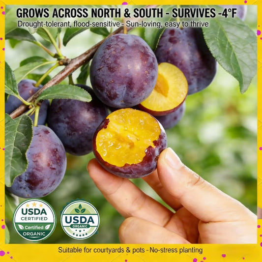 TIMEHeirloom Non-GMO Grafted Plum Tree Live Seeds